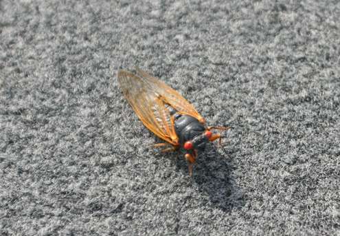<p>
	Cicadas were plentiful both on the water and on the deck of the boat.</p>
