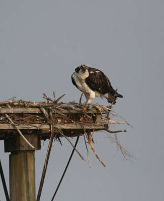 <p>
	An osprey gets a birds-eye view of the action.</p>
