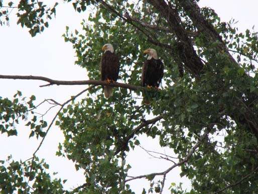 <p>
	A pair of bald eagles perch in a tree.</p>
