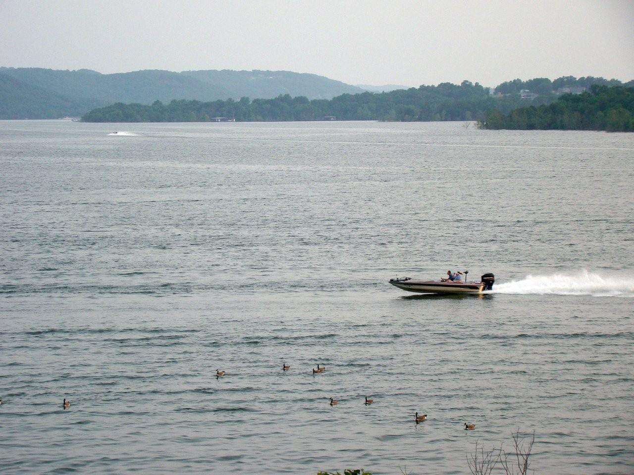 <p>
	Canada geese share the water with anglers on Table Rock Lake.</p>

