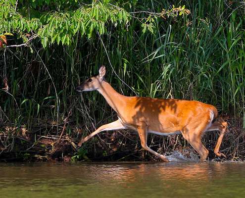 <p>
	A deer takes a quick dip to seek relief from a very hot day on the Arkansas River.</p>
