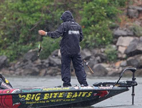 <p>
	Russ Lane swings a small bass into the boat on a rainy Friday morning.</p>
