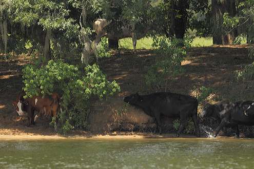 <p>
	 </p>
<p>
	Cows line the shady shores of the Alabama River, seeking some relief from the summer heat.</p>
