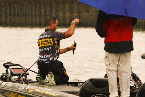 <p>
	In light rain, Swindle catches another.</p>
