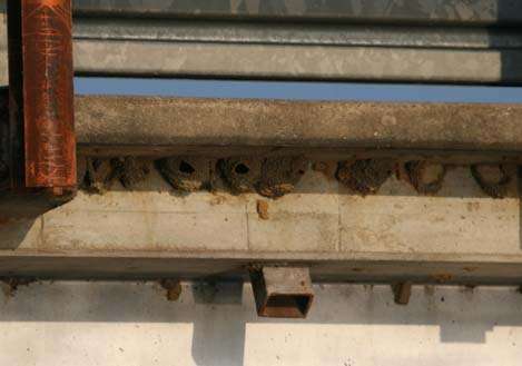 <p>
	 </p>
<p>
	Bird nests made of mud hang protected under the Highway 10 bridge.</p>
