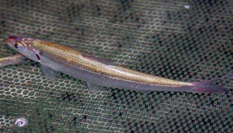 <p>
	 </p>
<p>
	The Sebile Magic Swimmer swimbait proved to be a good imitation of the blueback herring.</p>
