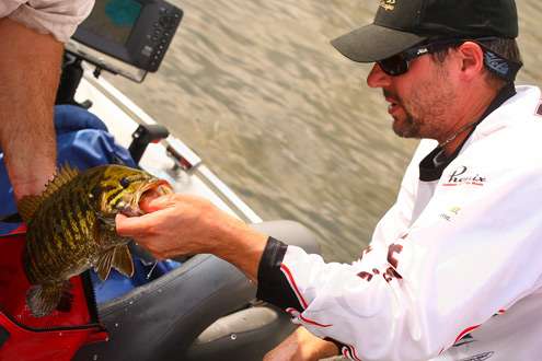 <p>
	 </p>
<p>
	Dudek pulls a nice smallmouth from the livewell. </p>
