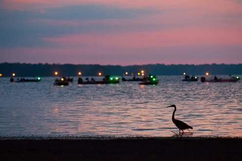 <p>
	A heron walks the banks of Oneida Lake as the boats line the horizon.</p>
