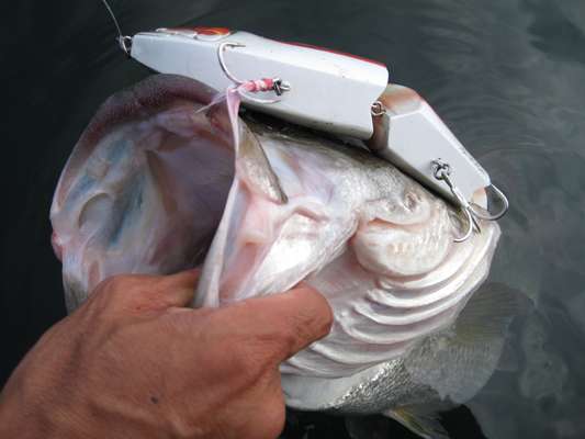 <p>
	If bass got much bigger, people would be on the menu.</p>
