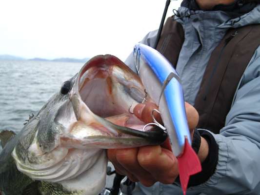 <p>
	According to Japanese law, every bass that is caught must be killed. However, many anglers âaccidentallyâ drop their catch back in the water.</p>
