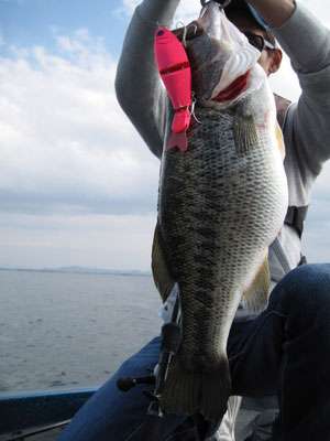 <p>
	If caught releasing bass, anglers face stiff fines. However, the rate of accidental release remains high.</p>
