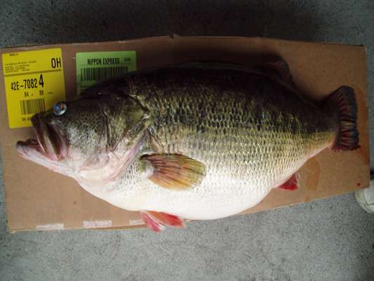 <p>
	This is Manabu Kuritaâs Lake Biwa record before his 22-5 smashed it. This fish weighed 18-7.</p>
