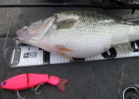 <p>
	This chunky bass has been gorging on plus-sized baitfish, but shouldâve left that pink one alone.</p>
