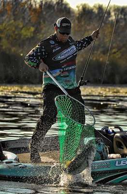 <p>
	Lane drops this big largemouth into the net. The sizeable bass came from the same staging area as most of his big ones on the final day. âThe only thing I can think of â I donât think they were spawning â is that was their transition,â Lane said. âThey were schooled right along the edge of the pads, waiting to go up and spawn. I caught an 8-pounder and another 8-pounder jumped with it, so I knew big fish were there.â</p>
