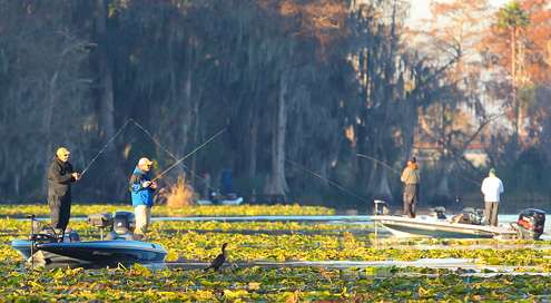 <p>
	Anglers made their way deep into fields of lily pads, flipping and pitching the heavy cover. </p>
