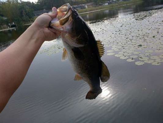 <p>
	This has been Shaun Shaferâs best catch this month. He estimates the bass weighed 4 1/2 to 5 pounds.</p>
