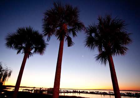 <p>
	Palm trees line the banks of Wooton Park. </p>
