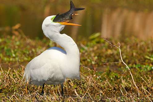 <p>
	This egret successfully rustled up a shad, though it was finding the fish a tough meal to swallow.</p>

