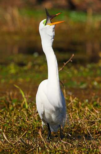 <p>
	The egret shows off the remarkable capabilities of its long neck as the shad nearly disappears from sight.</p>
