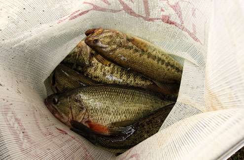 <p>
	A look inside the weigh-in bag of 2nd place angler Josh Bertrand -- his total weight on Day One was 18-0.</p>
