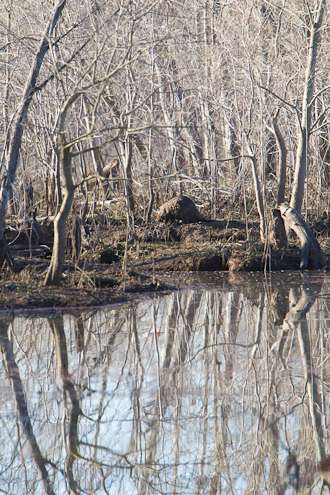 A beaver made an appearance on Sunday, not far from where Jones was fishing.
