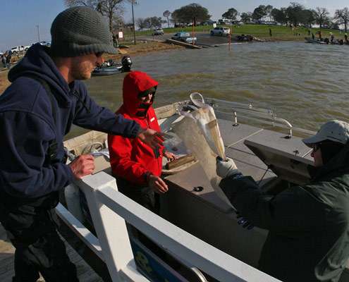 Anglers passed their bags off to the live-release boat so the fish could be returned safely to Lewisville Lake.