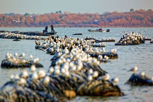 <p>
	Cabled tires along a marina were a popular spot for both fishermen and birds. </p>
