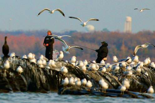 <p>
	Gulls begin to stir from their perch as fishermen approached them. </p>
