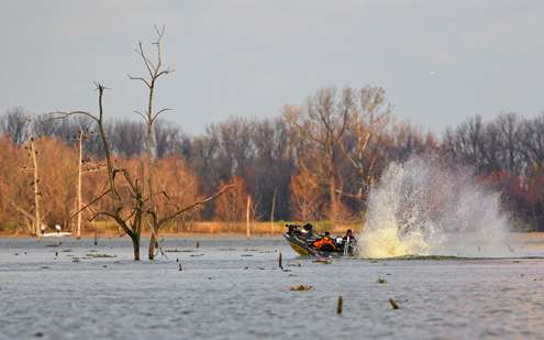 Iaconelli fights his boat through the maze of stumps. 
