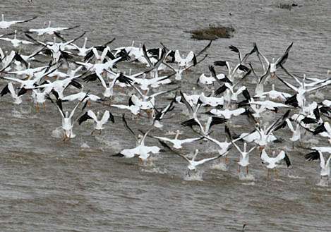 A flock of pelicans feeding takes flight as the helicopter buzzes overhead.
