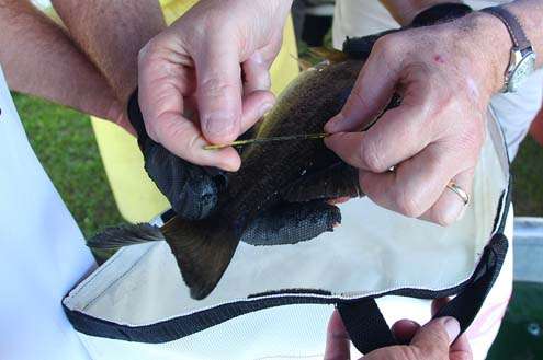 <p>
	Pondsâ bass had a slender tag that was worth $5 to the angler who caught it. Several fish are tagged on the St. Johns in an ongoing study. Ponds did not accept the reward.</p>
