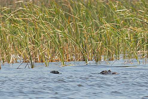 <p>
	Alligators are everywhere on Lake Okeechobee.</p>
