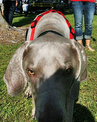 Usually camera-shy Myrick, Gerald and LeAnn Swindle's 7-year-old Weimaraner, is curious today.
