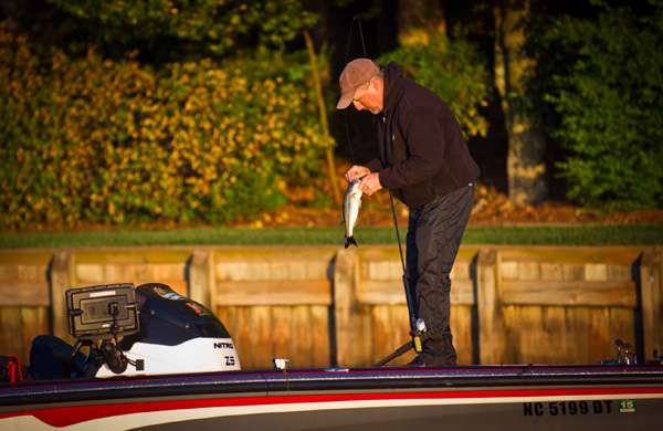 <p>
	The first fish landed in the boat was just shy of the 14 inch length minimum. </p>
