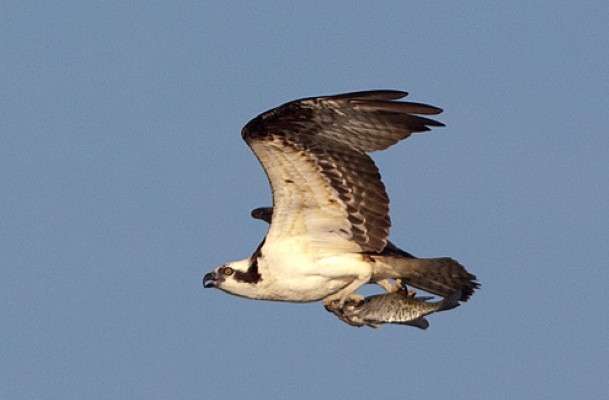 <p>
	The Elite Series anglers were not the only fishermen on the lake; an osprey was fishing early for crappie.</p>
