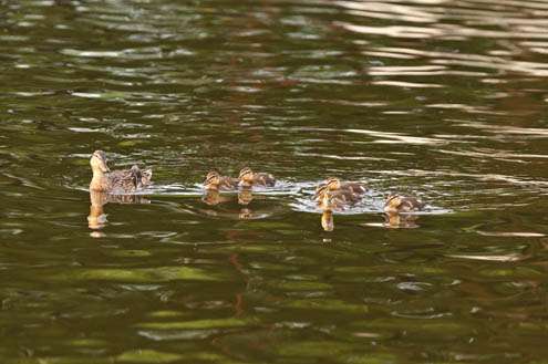 <p>
	A mother mallard corrals her group of newborns away from the idling boats.</p>
