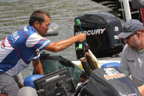 <p>
	Chris Zaldain grabs two fish at once to put in his weigh-in bag. </p>

