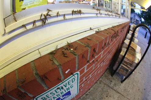 <p>
A massive mayfly hatch broke out the morning of the final day.</p>