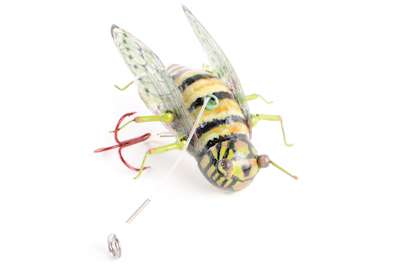 <p>
	A small company named BASSNIP brought some of their lures by the B.A.S.S. booth. This one is a cicada.</p>
