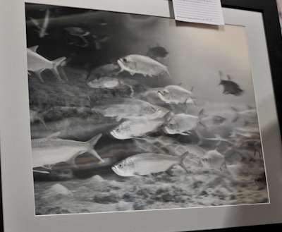 <p>
	The 3D Picture Store Inc.'s Jigsaw features fishy scenes that pop out of the canvas.</p>

