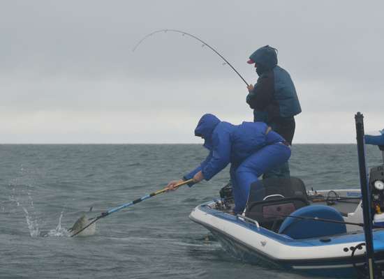 Price helps boat his pro Jeff Salmon's fish.
