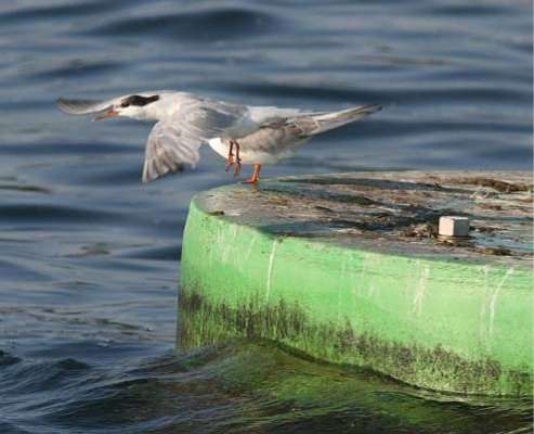 <p>
	 </p>
<p>
	Chapman said a big reason for the slow fishing was the lack of birds, like these two that were chasing shad on Day One and helping him keep track of the fish.</p>

