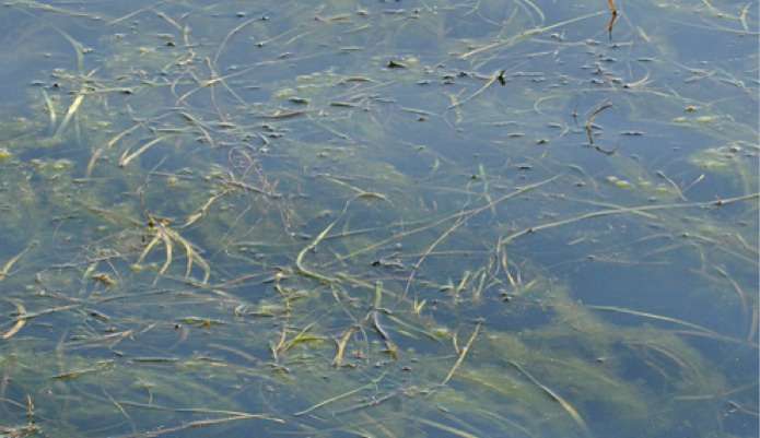 <p>
	 </p>
<p>
	Several of the bass on the lake are relating to grass like this.</p>

