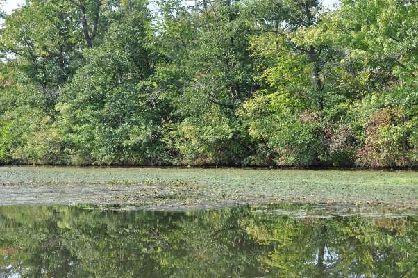 Many parts of the Mystic River have a layer of vegetation on top, extending far out from the banks.