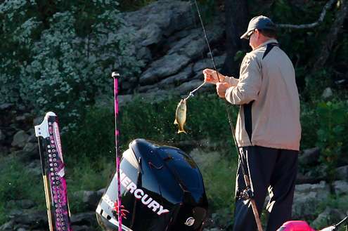 Shortâs co-angler, Keith Glasby, swings a short fish into the boat. 