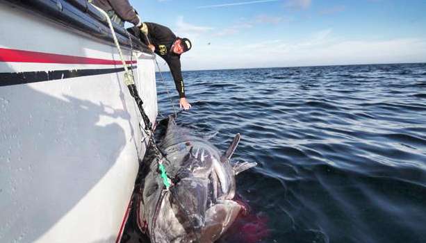 Skeet Reese caught and released a 1,000-plus-pound bluefin tuna during a fishing trip off Prince Edward Island.