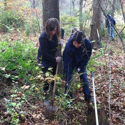 <p>Helen Northcutt and Jamie Broday use a shovel to dislodge a privet plant.</p>
