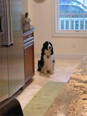 <p>Back inside, the family dog waits for...</p>
