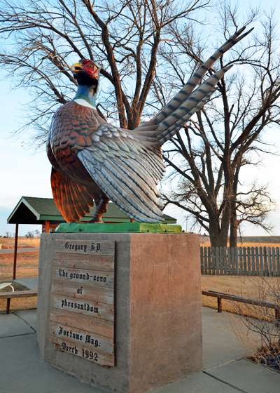 <p>In 1992, <em>Fortune</em> magazine declared - rightfully so - that Gregory, S.D., is the "Ground-Zero of pheasantdom," and this monument was erected.The Ekroth's farm and hunting gounds are just west of Gregory in Dallas, S.D. The entire area is overrun with these Chinese birds.</p>
