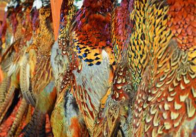 <p>Though they're all Chinese ring-necked pheasants, no two birds are the same.</p>
